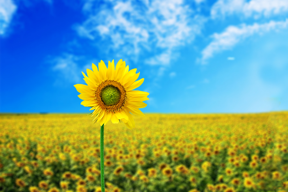 什么样的商标才算好的商标呢？